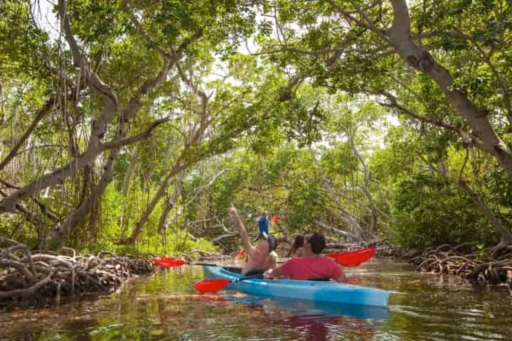 Kayak Through Mangroves