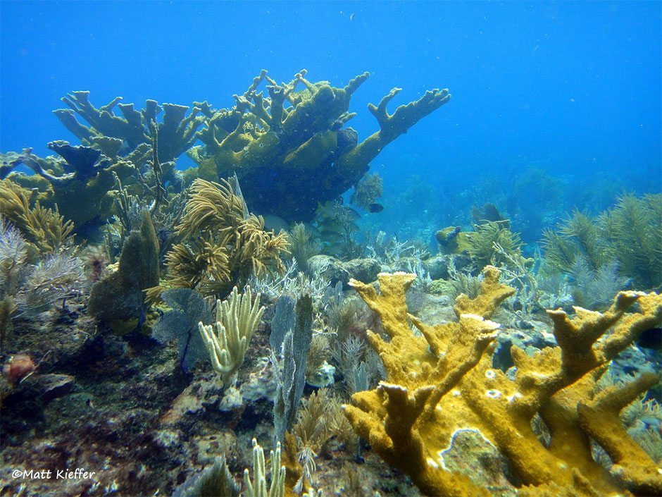 Molasses Reef