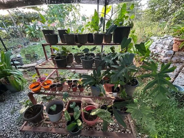 A Paradise for Plant Lovers
