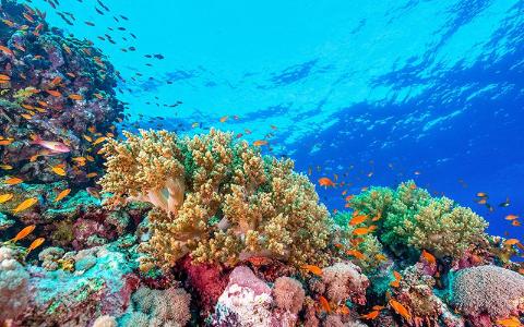 Mitsamiouli reveal coral reefs