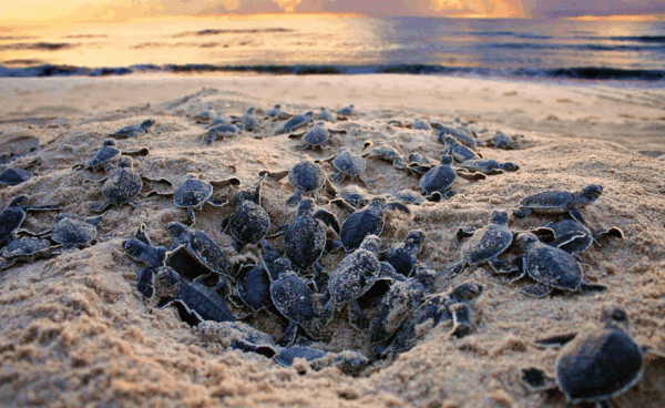 Sea Turtles Nesting