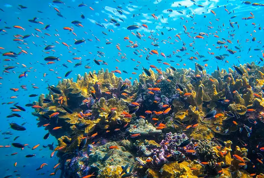 Underwater World