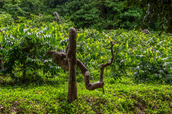 Ylang-Ylang Plantations