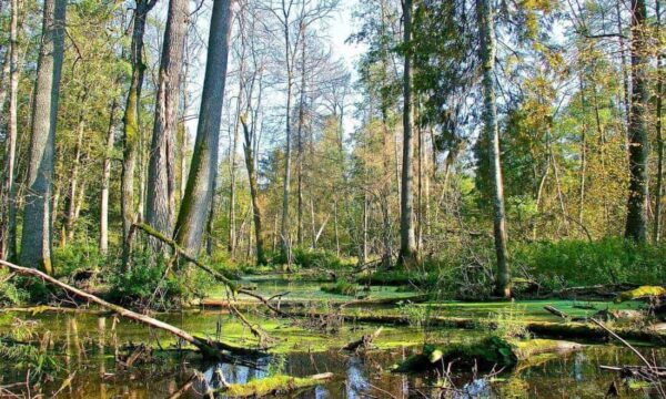 Białowieża Forest