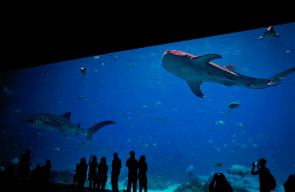Georgia Aquarium