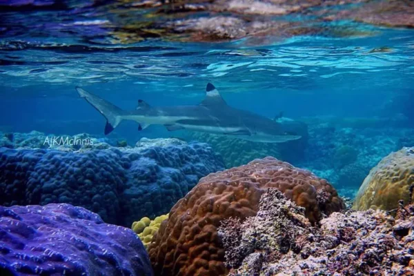 Guam’s Coral Reefs