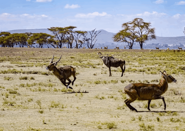Lake Naivasha & Crescent Island - Kenya