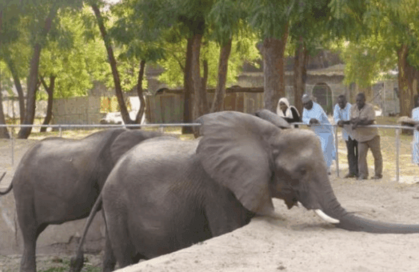 Sanda Kyarimi Park Zoo, Maiduguri, Borno State