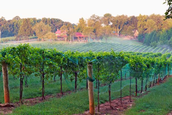 Yadkin Valley Wine Trail