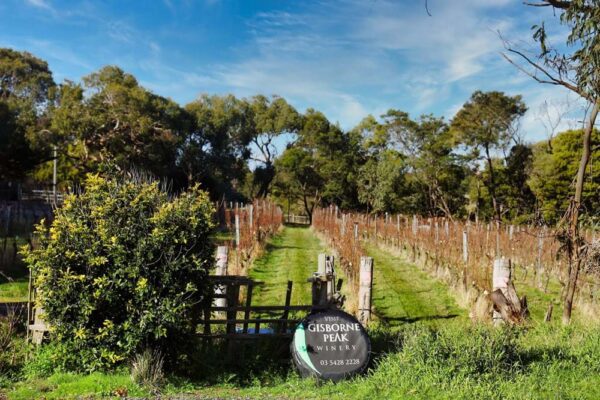 Local Wine and Vineyards