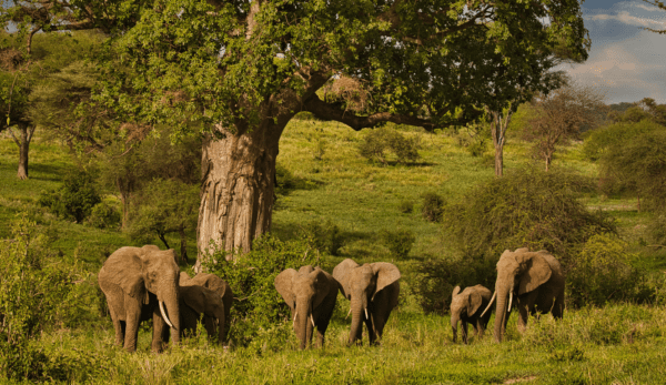 Tarangire National Park
