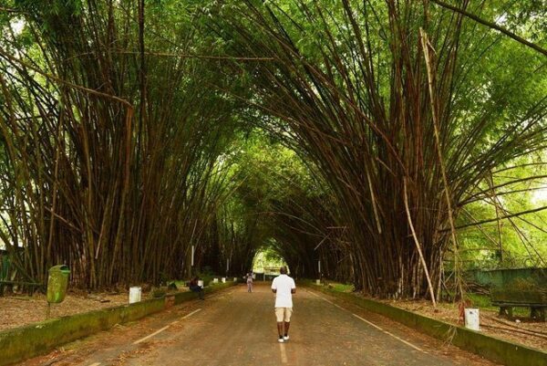Banco National Park - Abidjan
