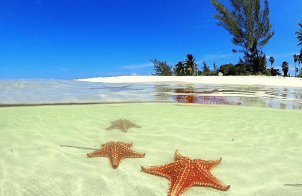 Discover Starfish Point