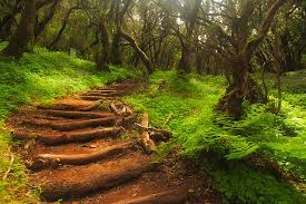 Garajonay National Park