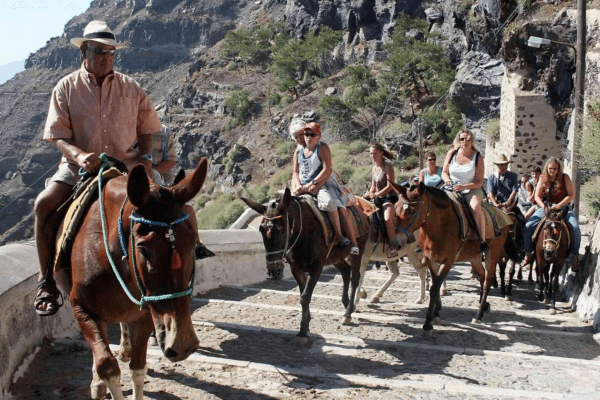 Ride a Donkey Around Town
