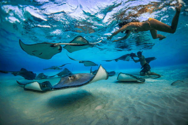 Swim with Stingrays at Stingray City