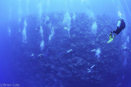 Diving at Bloody Bay Wall