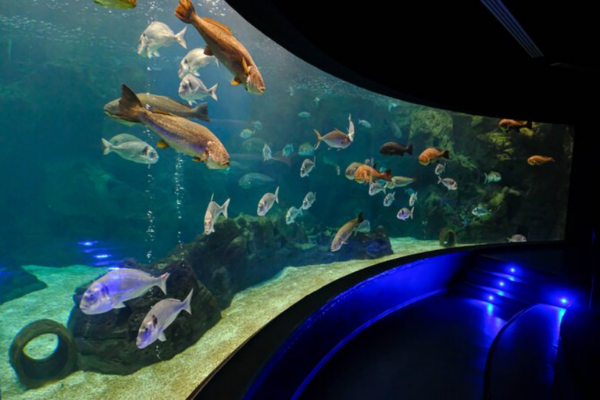 Cretaquarium
